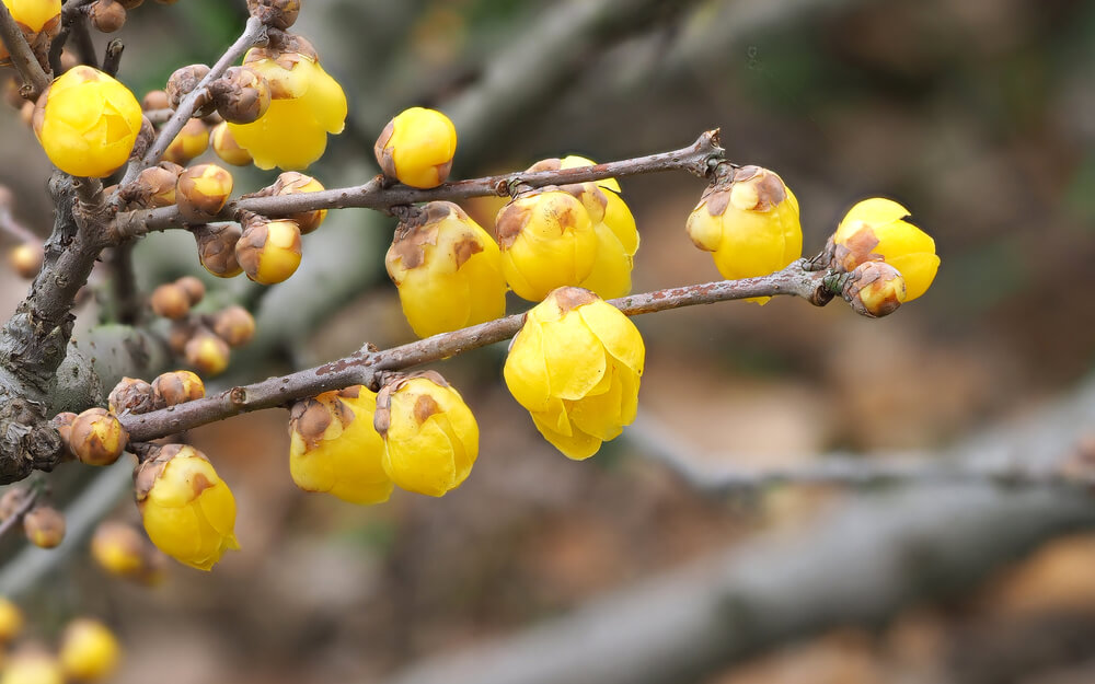 Winterblüher für den Garten Liebe Deinen Garten AT